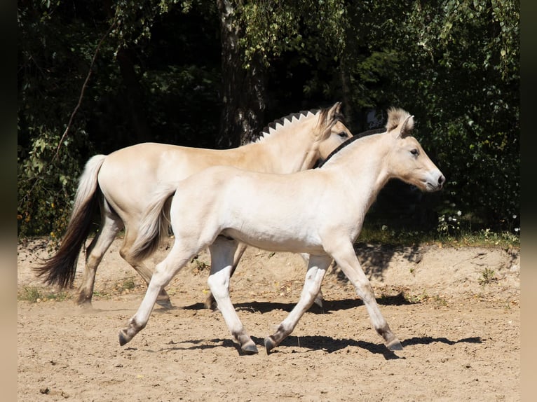 Fjord Horses Stallion Foal (01/2025) 14,2 hh Red Dun in &#x141;apalice