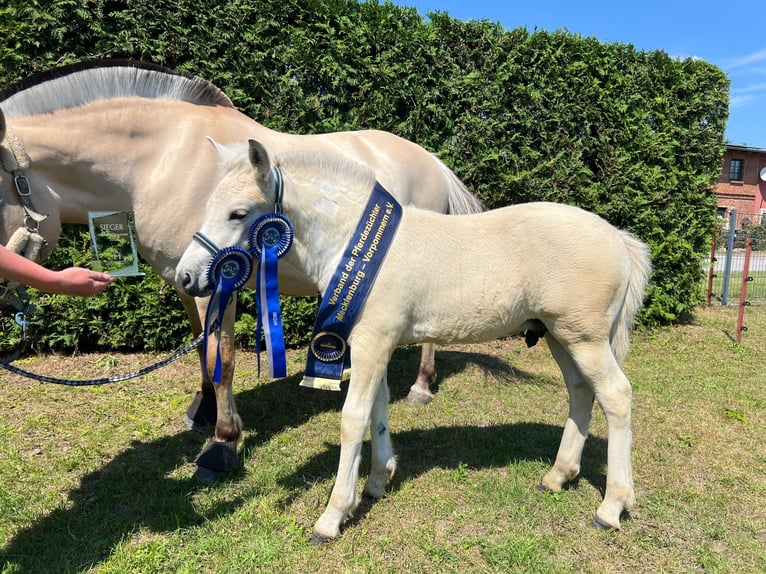Fjord Horses Stallion Foal (05/2025) 15 hh Dun in Grimmen
