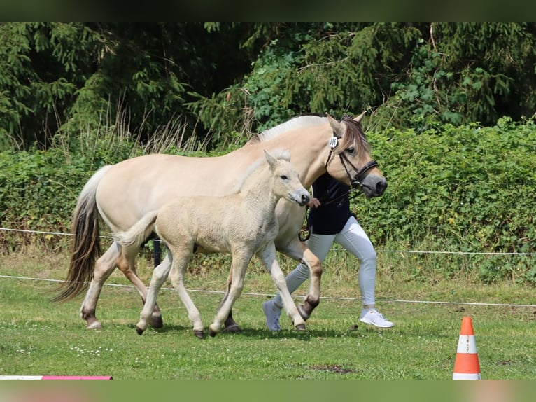 Fjord Horses Stallion Foal (05/2025) 15 hh Dun in Grimmen