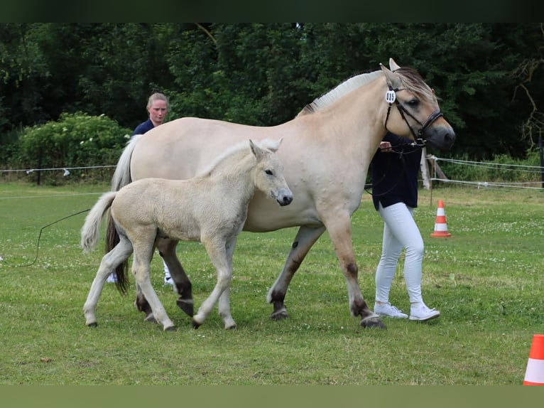 Fjord Horses Stallion Foal (05/2025) 15 hh Dun in Grimmen