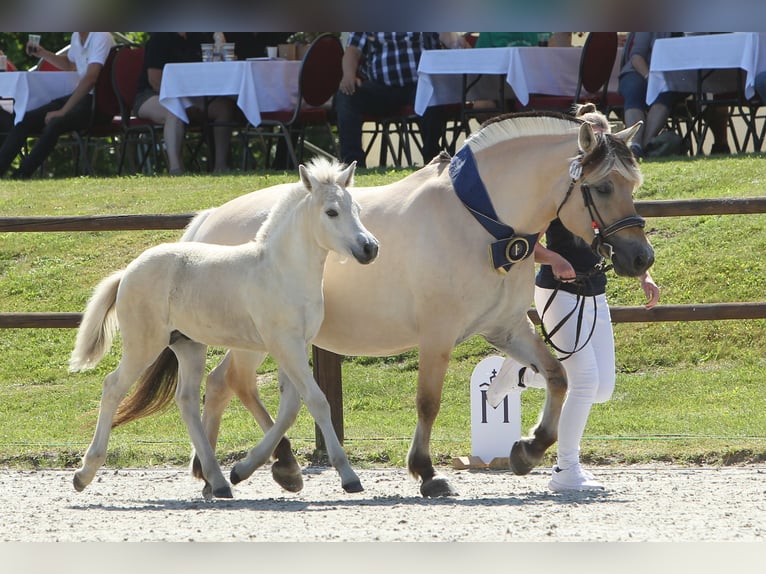 Fjord Horses Stallion Foal (05/2025) 15 hh Dun in Grimmen