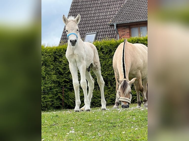 Fjord Horses Stallion  15 hh Dun in Grimmen
