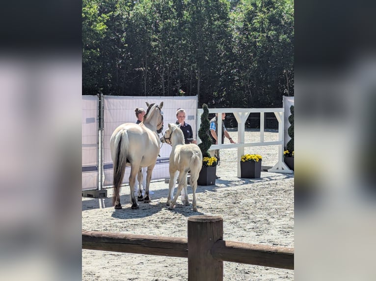Fjord Horses Stallion Foal (05/2025) 15 hh Dun in Grimmen