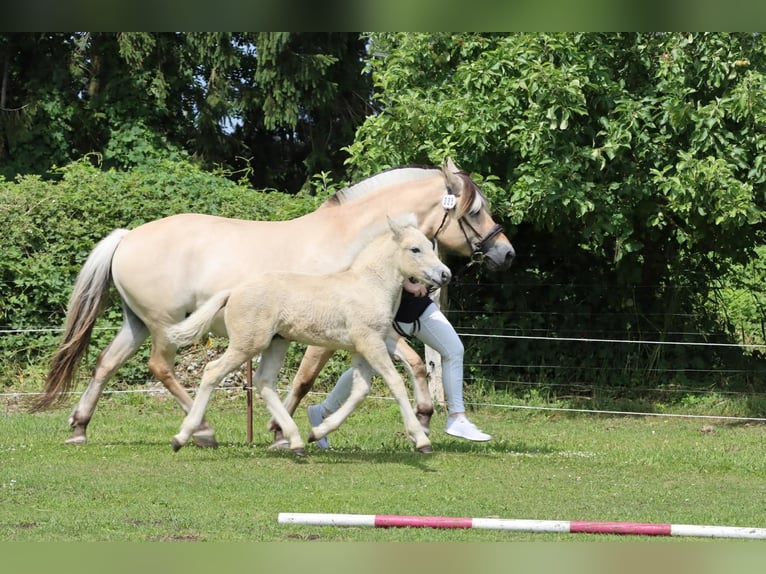 Fjord Horses Stallion Foal (05/2025) 15 hh Dun in Grimmen