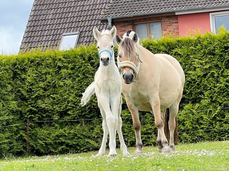 Fjord Horses Stallion  15 hh Dun in Grimmen