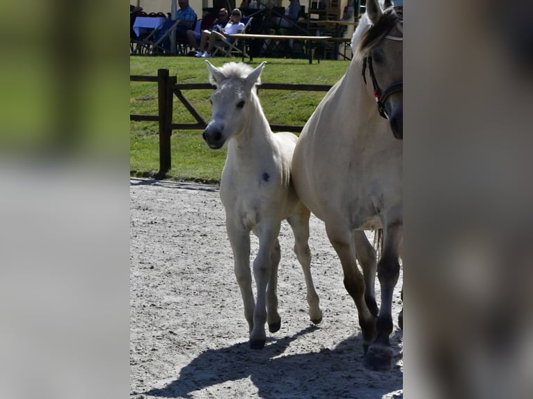 Fjord Horses Stallion Foal (05/2025) 15 hh Dun in Grimmen