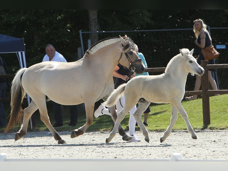 Fjord Horses Stallion Foal (05/2025) 15 hh Dun in Grimmen