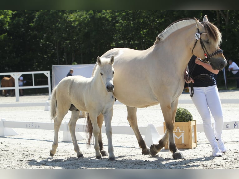 Fjord Horses Stallion Foal (05/2025) 15 hh Dun in Grimmen