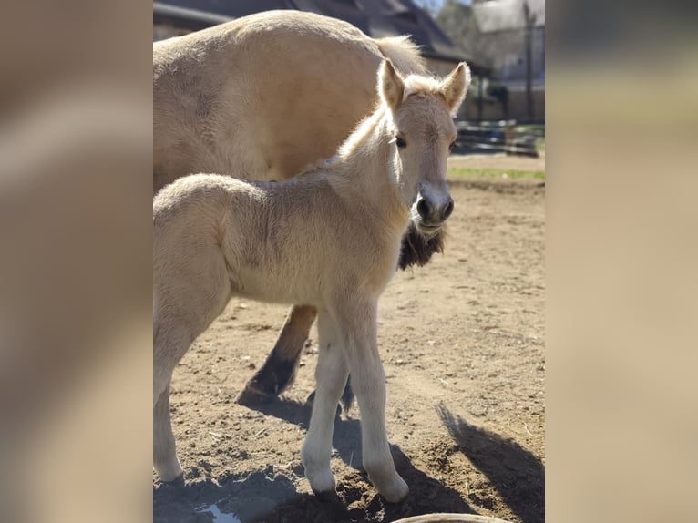 Fjord Horses Stallion Foal (04/2026) 15 hh Dun in Gerbstedt