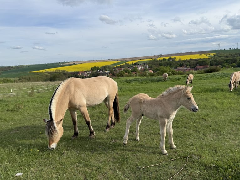 Fjord Horses Stallion Foal (04/2026) 15 hh Dun in Gerbstedt