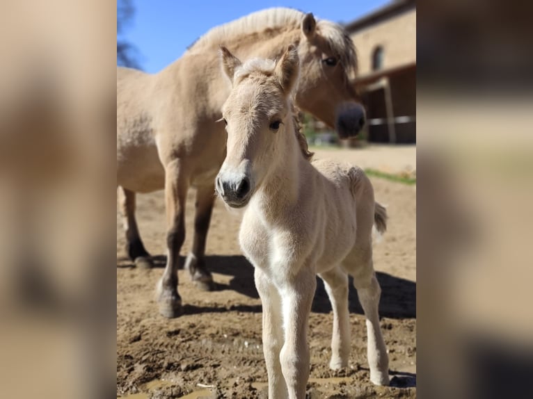 Fjord Horses Stallion Foal (04/2026) 15 hh Dun in Gerbstedt