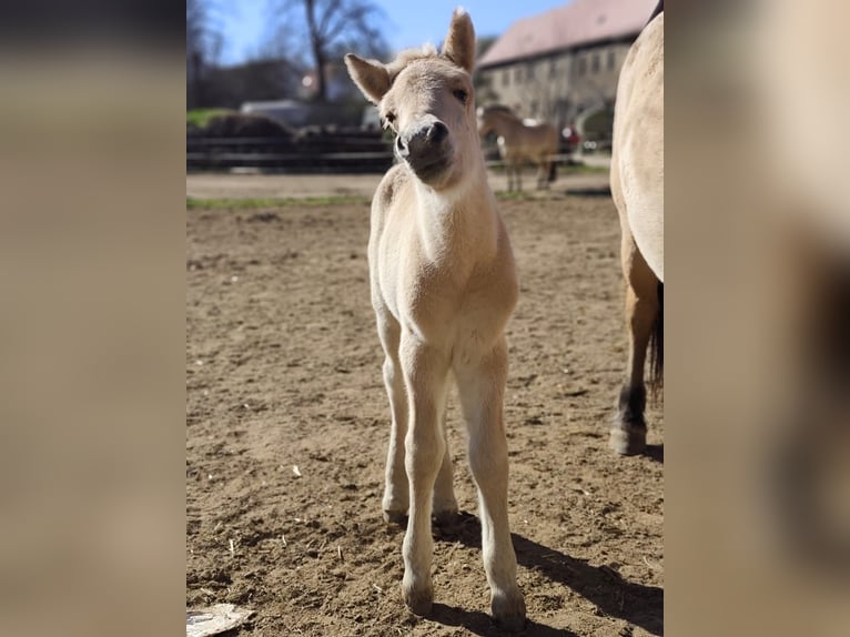 Fjord Horses Stallion Foal (04/2026) 15 hh Dun in Gerbstedt