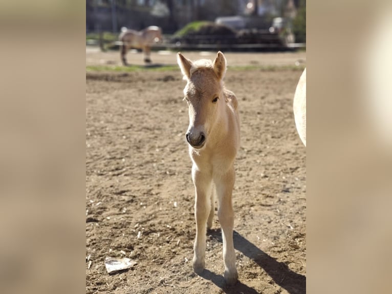 Fjord Horses Stallion Foal (04/2026) 15 hh Dun in Gerbstedt