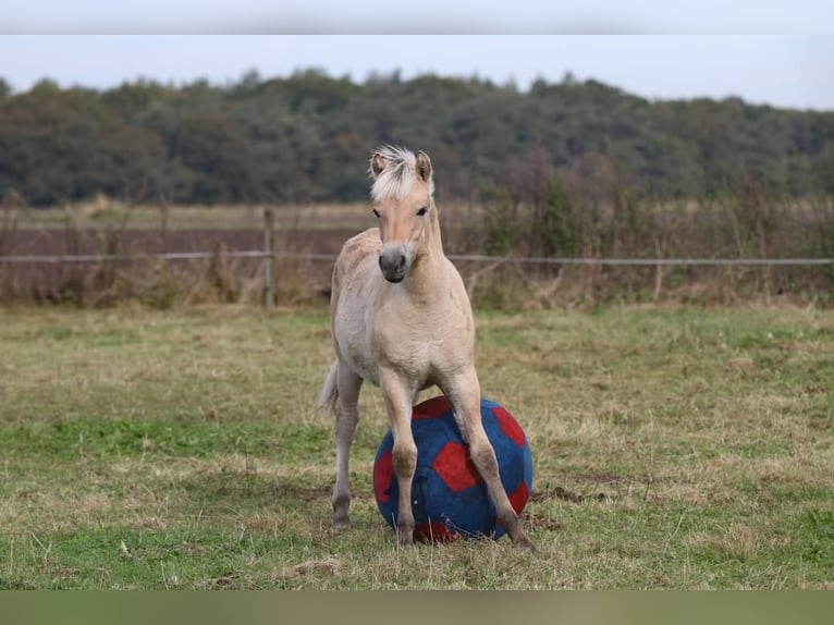 Fjord Horses Stallion Foal (05/2024) Brown in Heelsum