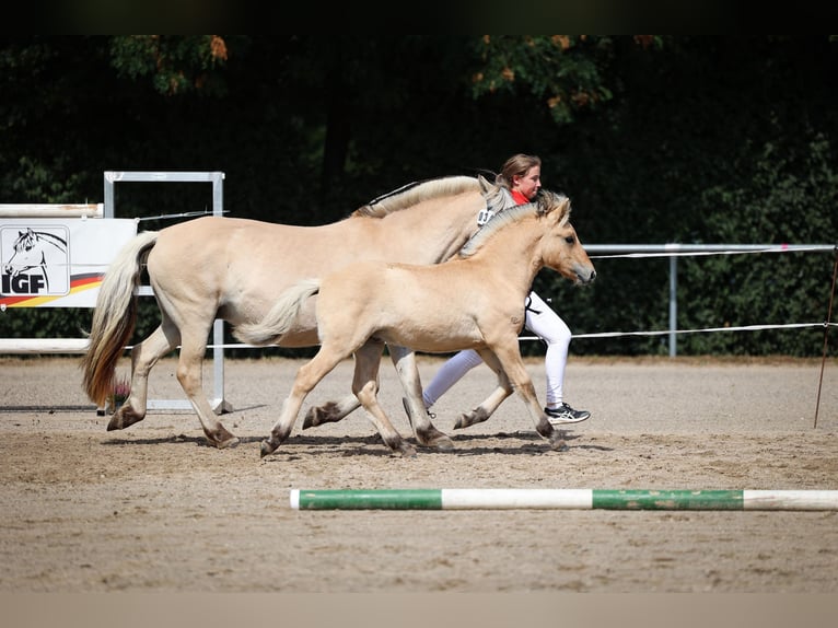 Fjord Horses Stallion Foal (05/2025) Dun in Gr&#xFC;nberg