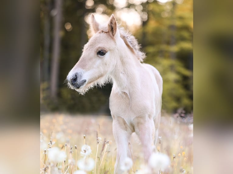 Fjord Horses Stallion  Dun in Gr&#xFC;nberg