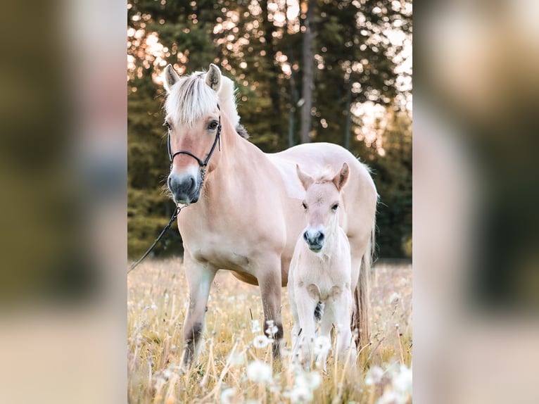 Fjord Horses Stallion  Dun in Gr&#xFC;nberg