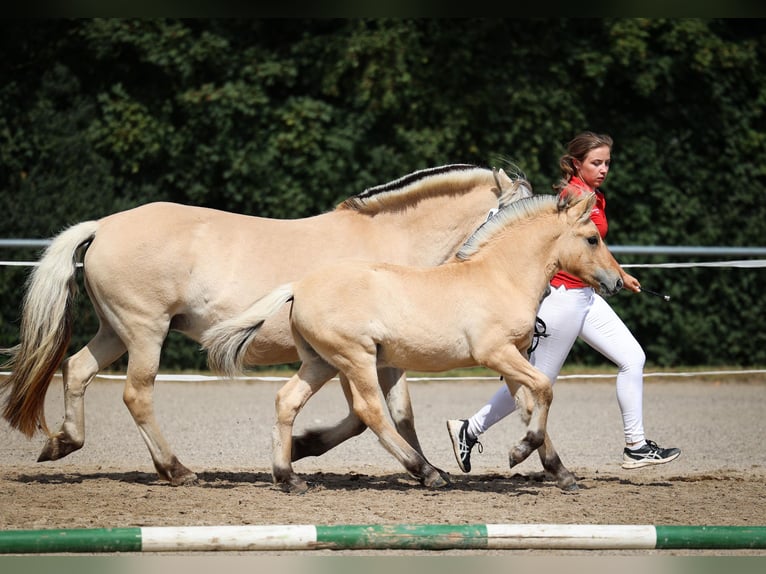 Fjord Horses Stallion Foal (05/2025) Dun in Gr&#xFC;nberg