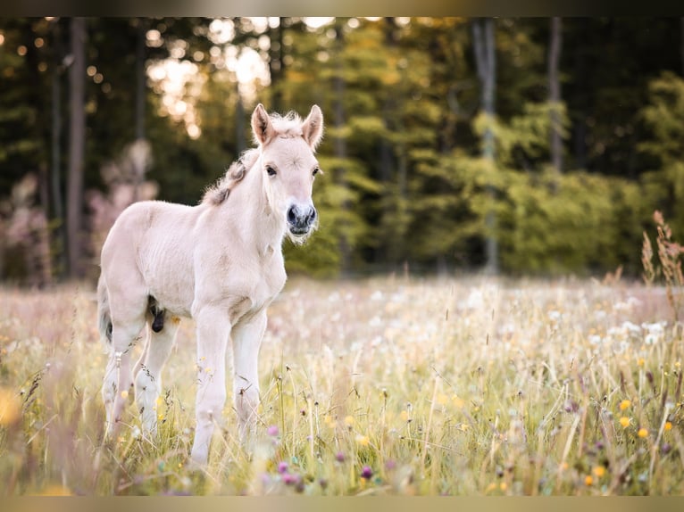 Fjord Horses Stallion  Dun in Gr&#xFC;nberg