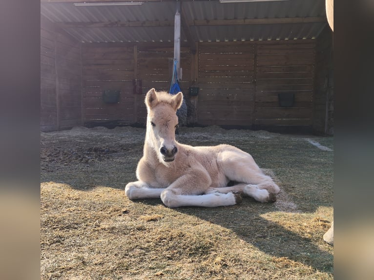 Fjord Horses Stallion Foal (04/2026) Dun in Biedenkopf