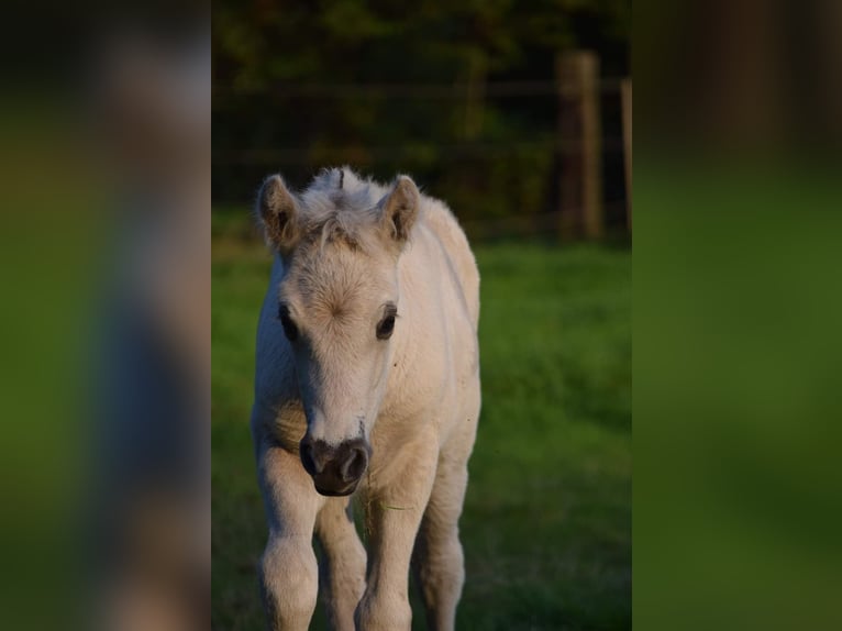 Fjord Horses Stallion Foal (08/2024) Grullo in Zoersel