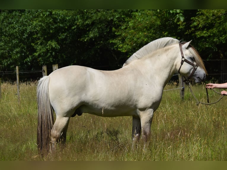 Fjord Horses Stallion Foal (08/2024) Grullo in Zoersel