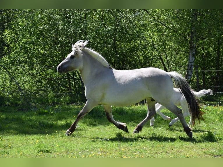 Fjord Horses Stallion Foal (08/2024) Grullo in Zoersel