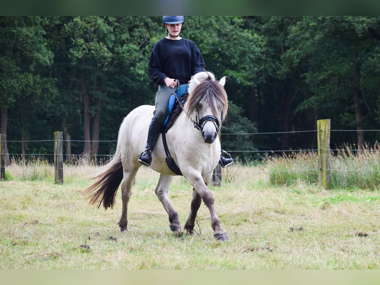 Fjord Horses Stallion Foal (08/2024) Grullo in Zoersel