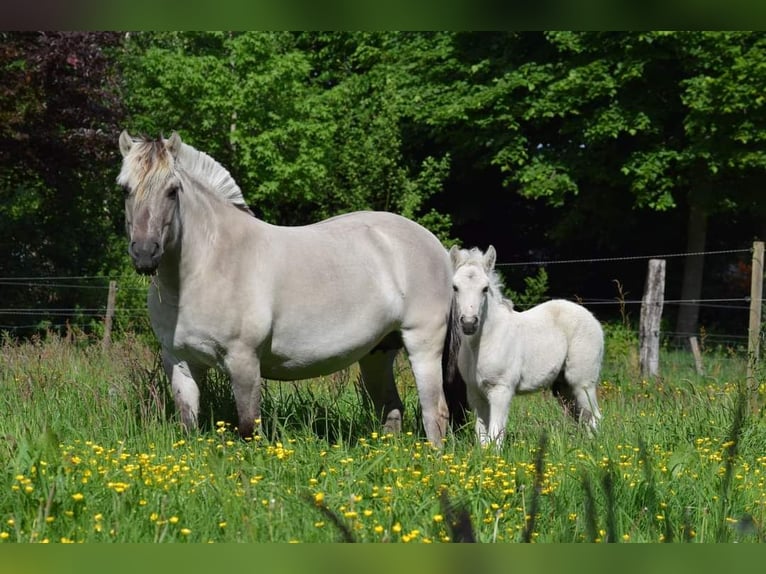 Fjord Horses Stallion Foal (08/2024) Grullo in Zoersel