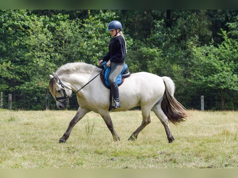 Fjord Horses Stallion Foal (08/2024) Grullo in Zoersel