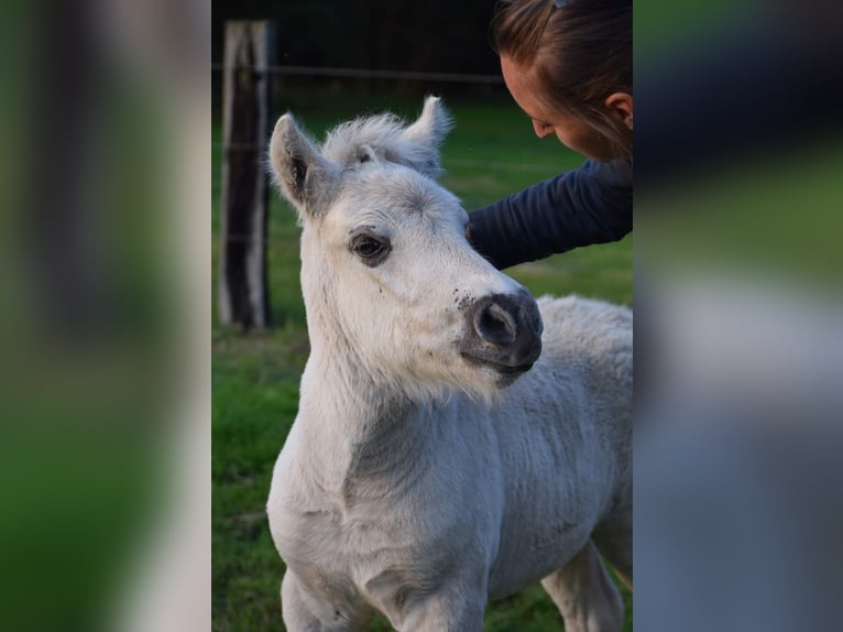 Fjord Horses Stallion Foal (08/2024) Grullo in Zoersel