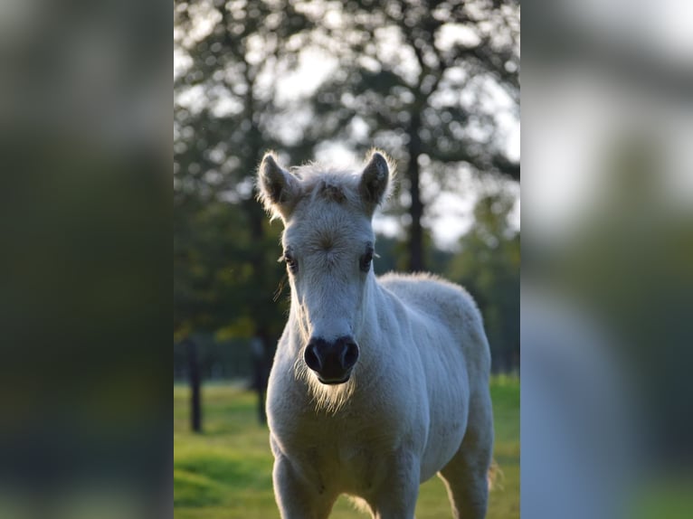 Fjord Horses Stallion Foal (08/2024) Grullo in Zoersel