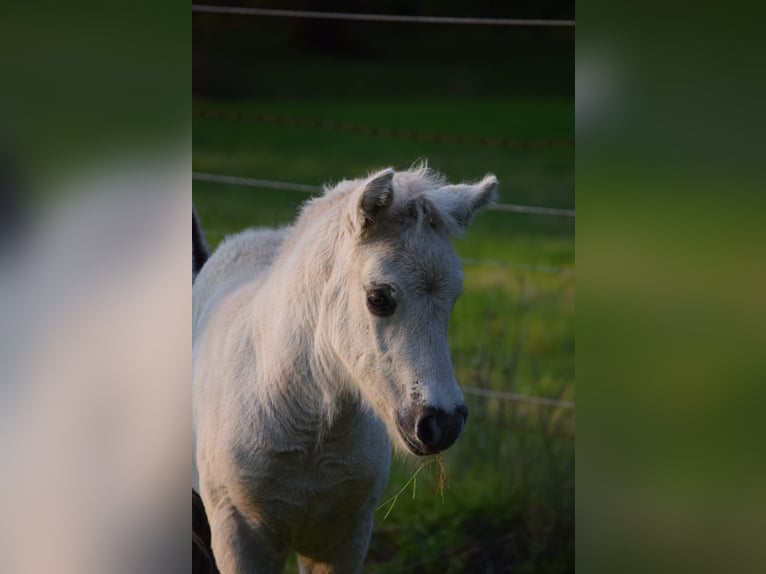 Fjord Horses Stallion Foal (08/2024) Grullo in Zoersel