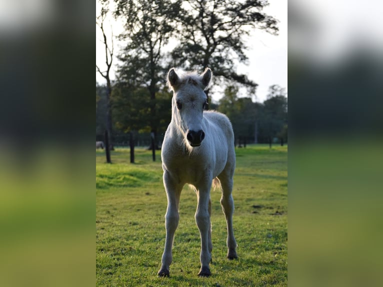 Fjord Horses Stallion Foal (08/2024) Grullo in Zoersel