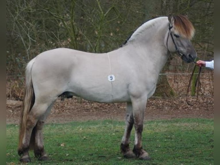 Fjord Horses Stallion Foal (06/2024) Grullo in Heelsum