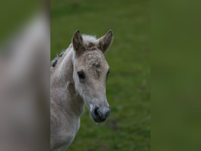 Fjord Horses Stallion Foal (06/2024) Grullo in Heelsum