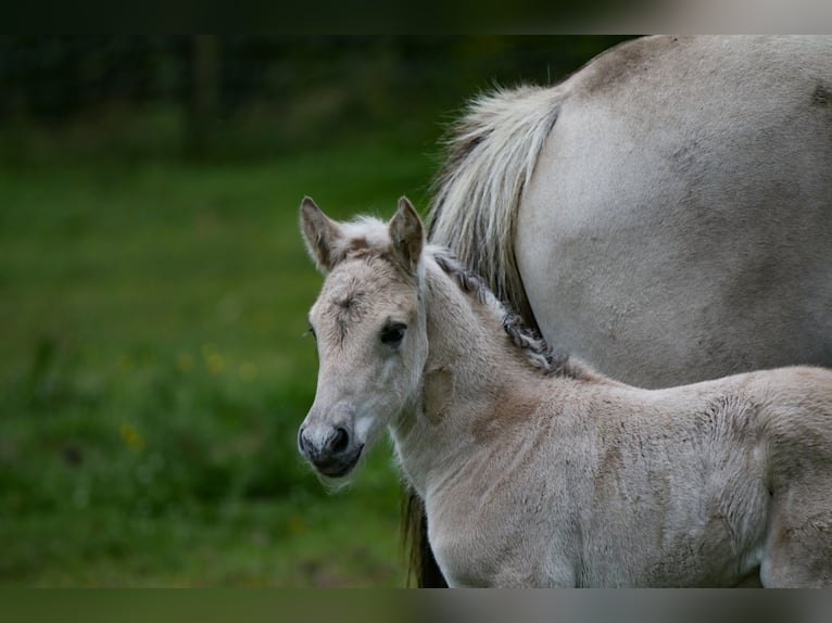 Fjord Horses Stallion Foal (06/2024) Grullo in Heelsum