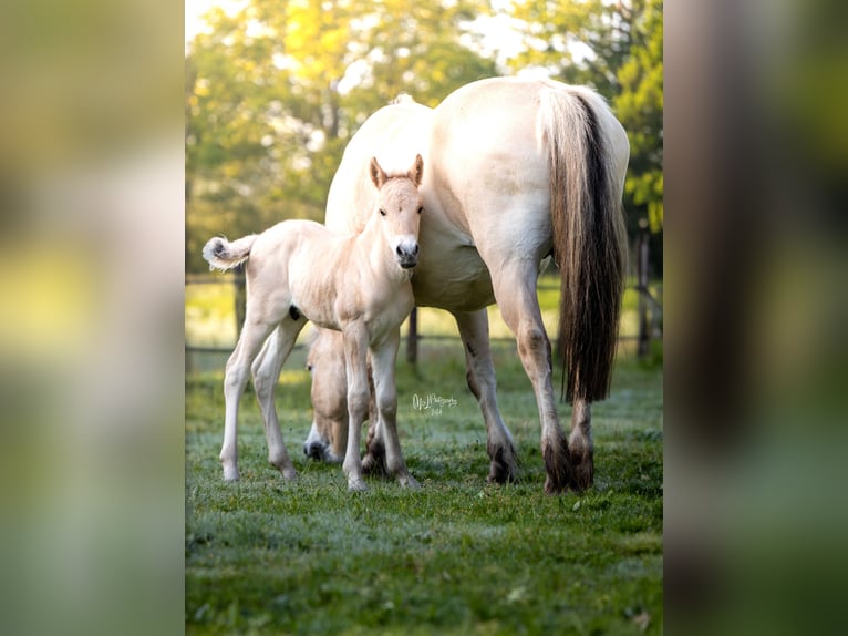 Fjord Horses Stallion Foal (05/2024) in Almelo