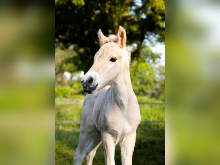 Fjord Horses Stallion Foal (05/2024) in Almelo