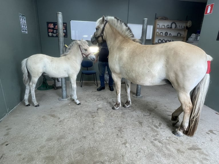 Fjord Horses Stallion Foal (06/2024) in Tiel