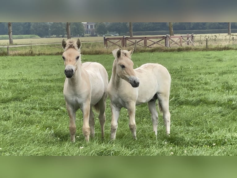 Fjord Horses Stallion Foal (05/2024) in Tiel