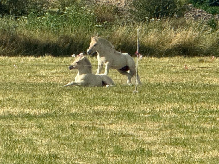 Fjord Horses Stallion Foal (04/2026)  in Tiel