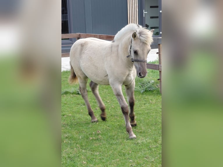 Fjord Horses Stallion Foal (05/2025) in grashoek Fjord Horses Stallion Foal (05/2025) in grashoek