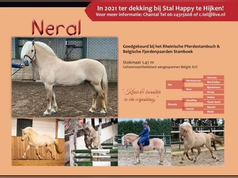 Fjord Horses Stallion Foal (06/2025) Red Dun in Emmercompascuum Fjord Horses Stallion Foal (06/2025) Red Dun in Emmercompascuum