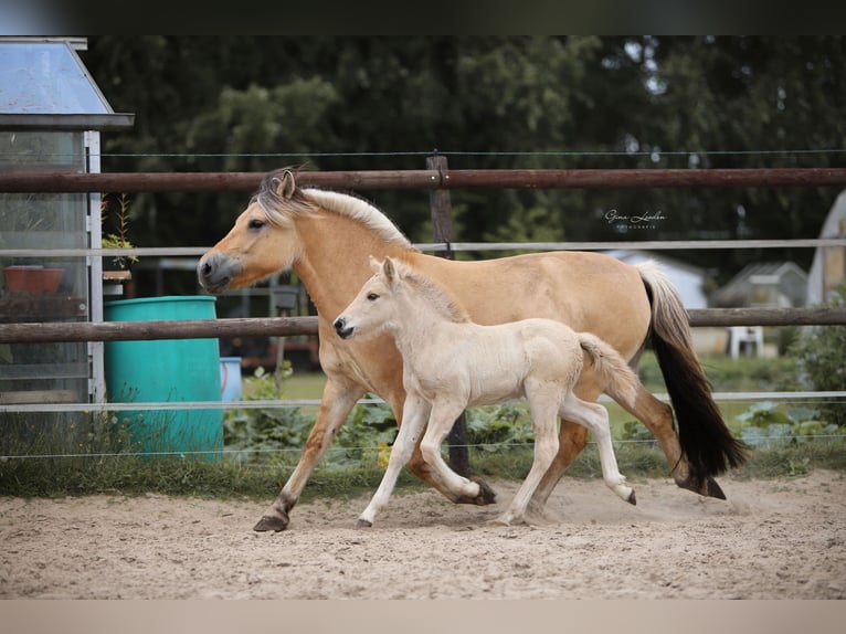 Fjord Horses Stallion Foal (06/2025) Red Dun in Emmercompascuum Fjord Horses Stallion Foal (06/2025) Red Dun in Emmercompascuum