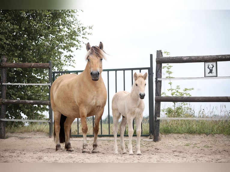 Fjord Horses Stallion Foal (06/2025) Red Dun in Emmercompascuum Fjord Horses Stallion Foal (06/2025) Red Dun in Emmercompascuum