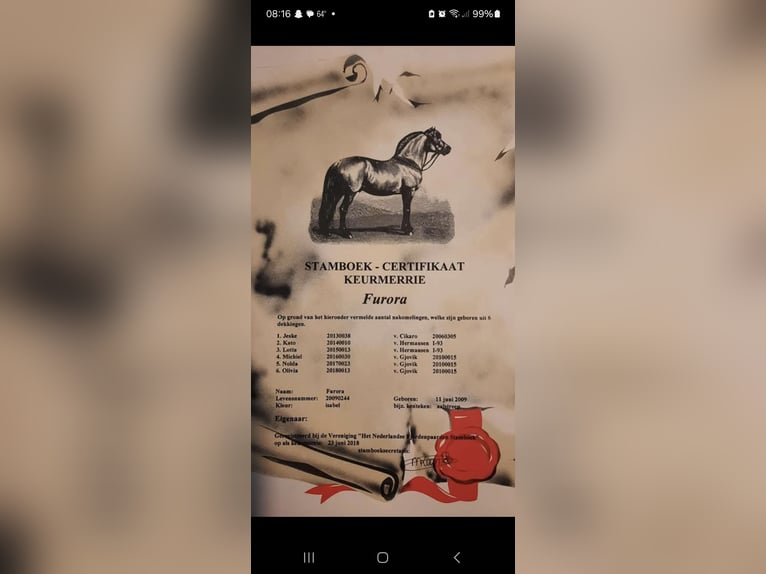 Fjord Horses Stallion Foal (06/2025) Red Dun in Emmercompascuum Fjord Horses Stallion Foal (06/2025) Red Dun in Emmercompascuum