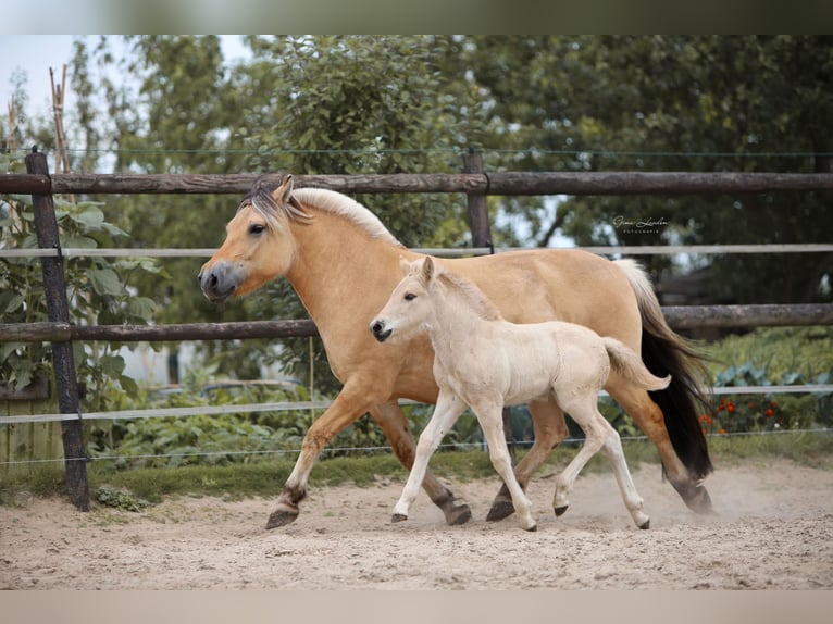 Fjord Horses Stallion Foal (06/2025) Red Dun in Emmer compascuum Fjord Horses Stallion Foal (06/2025) Red Dun in Emmer compascuum