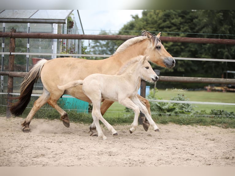 Fjord Horses Stallion Foal (06/2025) Red Dun in Emmer compascuum Fjord Horses Stallion Foal (06/2025) Red Dun in Emmer compascuum