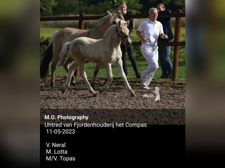 Fjord Horses Stallion Foal (06/2025) Red Dun in Emmer compascuum Fjord Horses Stallion Foal (06/2025) Red Dun in Emmer compascuum